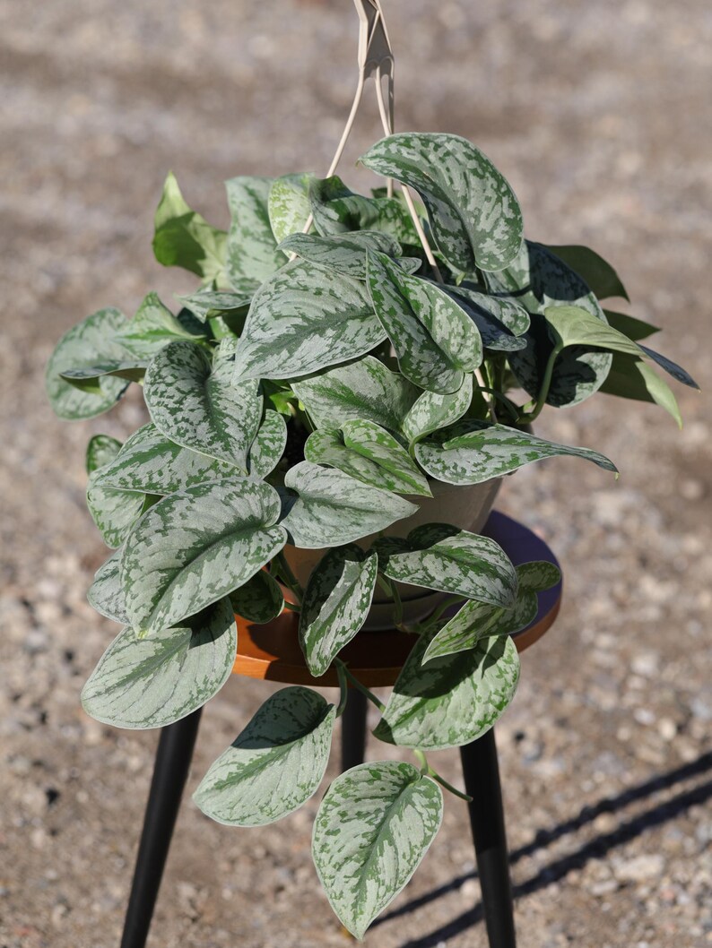 Scindapsus Silver Exotica Plant - Thumbnail 4