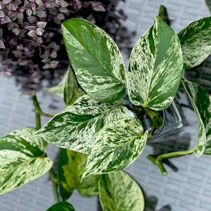 RARE Marble Pothos Cuttings Gorgeous Variegated Indoor easy care house plant, Marble Pothos, White and Green variegation propagation plant image 2