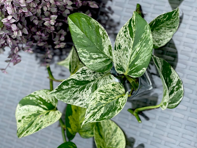 RARE Marble Pothos Cuttings Gorgeous Variegated Indoor easy care house plant, Marble Pothos, White and Green variegation propagation plant image 2