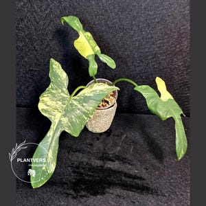 Variegated Horsehead Philodendron - Etsy