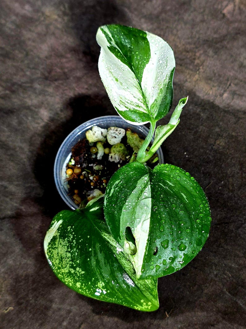 Scindapsus Variated Scindapsus Moonlight Treubii Albo Variegated - Exotic Tropical Indoor ...