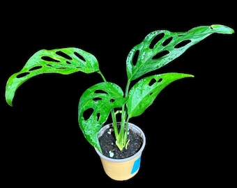 Swiss Chees Plant 2 " Pot- Monstera Adansonii - Swees Cheese Potted Plant - Live Indoor plant - monstera Pot- air purification plant