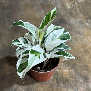 May include: A small potted plant with white and green variegated leaves. The plant is in a brown plastic pot.