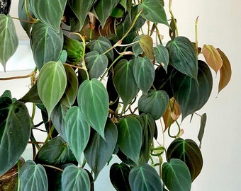 Philodendron Sp. Costa Rica [cutting] - Etsy