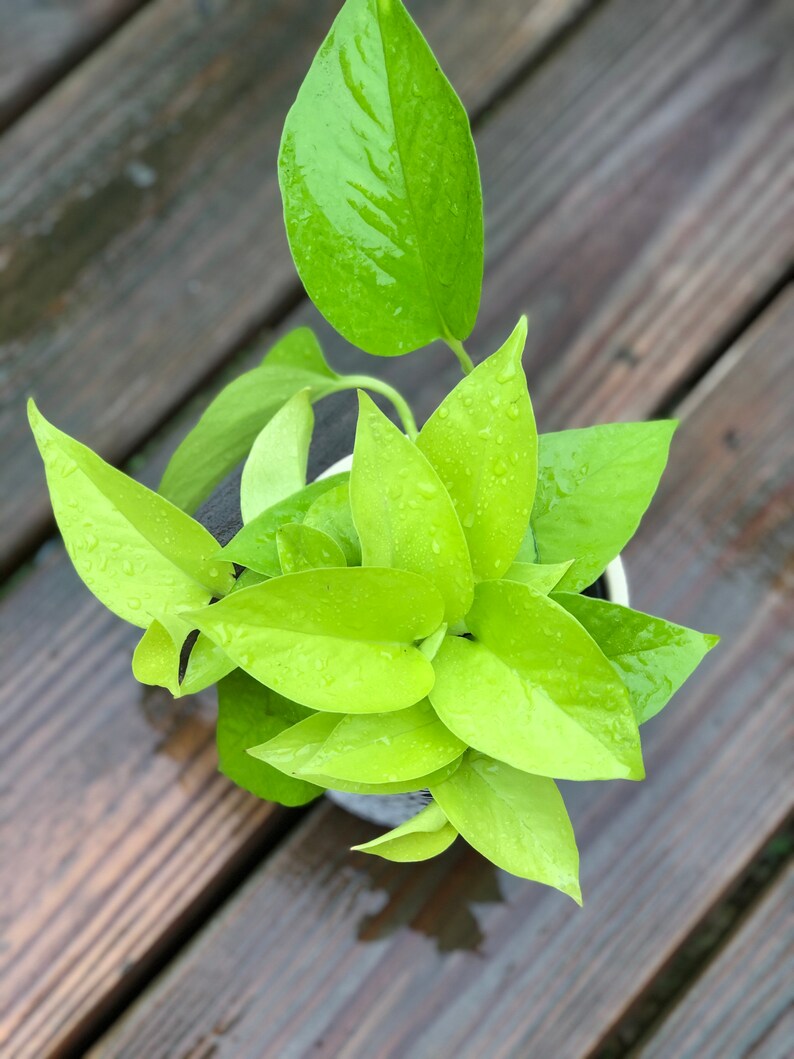 Neon Pothos indoor plant in 3 pot Easy care low light Etsy