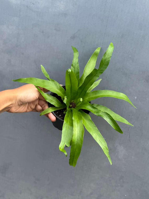 Bird Nest Fern 4 Grow Pot - Asplenium Nidus Victoria - Wavy Leaves Fern  Indoor and Outdoor - Air Purifier Plants - Gift Plants - Etsy