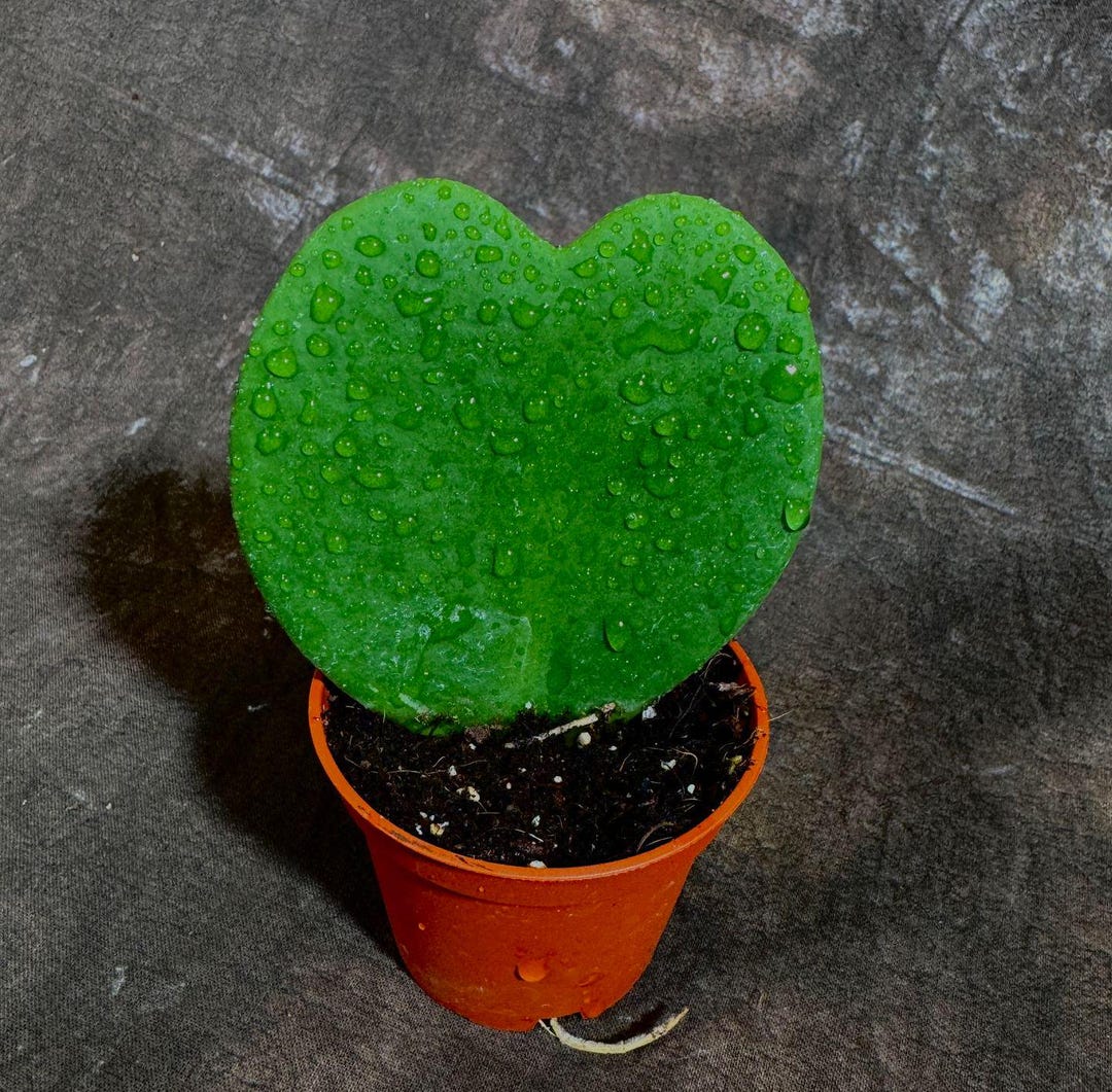 Hoya Kerrii Heart Succulent - Live Plant - Indoor or Outdoor Plant ...