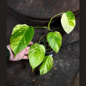 Rare Monstera Aurea Variegated Live Plant - Monstera Aurea Potted Plant - Monstera Marmota - SAME PLANT as images - US Seller