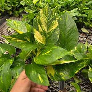 K&ouml;nnte beinhalten: Nahaufnahme einer lebendigen Pothos-Pflanze mit gro&szlig;en, herzf&ouml;rmigen Bl&auml;ttern. Die Bl&auml;tter sind eine Mischung aus tiefem Gr&uuml;n und leuchtend gelber Panaschierung. Die Pflanze wird von einer Hand gehalten, die ihre Gr&ouml;&szlig;e und Textur zeigt. Weitere Pothos-Pflanzen sind im Hintergrund.