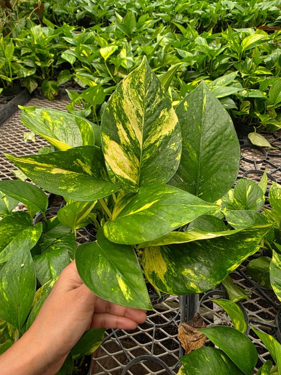 Hawaiian Pothos Plant in 4" Nursery Pot - Epipremnum Aureum Hawaiian - Indoor Houseplant - Large Leaf Pothos - Live Trailing Plant