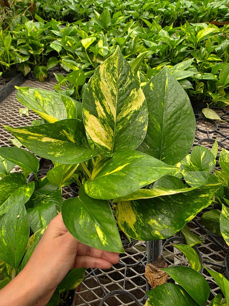 K&ouml;nnte beinhalten: Nahaufnahme einer lebendigen Pothos-Pflanze mit gro&szlig;en, herzf&ouml;rmigen Bl&auml;ttern. Die Bl&auml;tter sind eine Mischung aus tiefem Gr&uuml;n und leuchtend gelber Panaschierung. Die Pflanze wird von einer Hand gehalten, die ihre Gr&ouml;&szlig;e und Textur zeigt. Weitere Pothos-Pflanzen sind im Hintergrund.