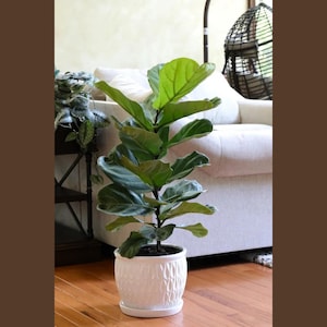 Fiddle Fig Tree Houseplant Live in 10 Inch Grow Pot | 2 Feet Tall Upright Indoor Tree | Large Ficus Lyrata Fig Tree for indoor Low Light