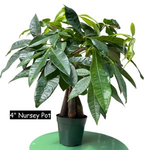 Lucky Money Tree - Lucky Houseplant - Easy care tall indoor live plant- Gift indoor plant - Pet friendly air purifier plant