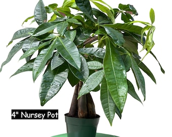 Lucky Money Tree - Lucky Houseplant - Easy care tall indoor live plant- Gift indoor plant - Pet friendly air purifier plant