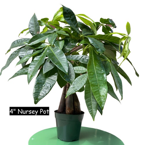 Lucky Money Tree - Lucky Houseplant - Easy Care Tall Indoor Live Plant-  Gift Indoor Plant - Pet Friendly Air Purifier Plant - Etsy