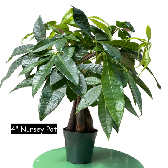 Lucky Money Tree - Lucky Houseplant - Easy Care Tall Indoor Live Plant-  Gift Indoor Plant - Pet Friendly Air Purifier Plant - Etsy