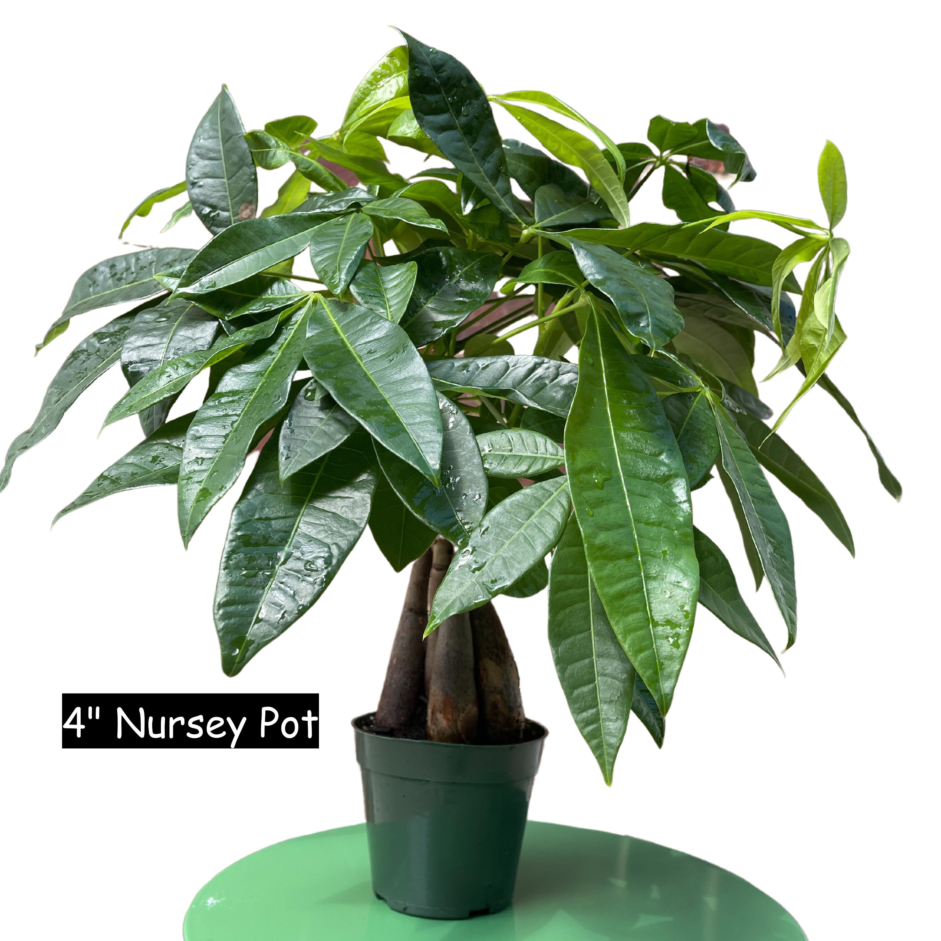 planter succulents Potted Succulent Plants – Stylish & Low-Maintenance Greenery