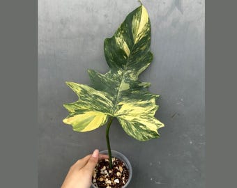 Philodendron Florida Beauty X Mayoi Variegated full plant US
