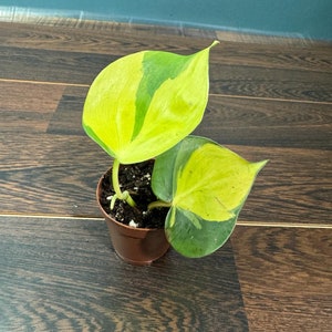Rare Brasil philodendron Cuttings & Nursery Pots - Easy Care Houseplant Brasil Extremely Rare Low Light indoor vining plant office plant 1 Plant in 2"Nursery