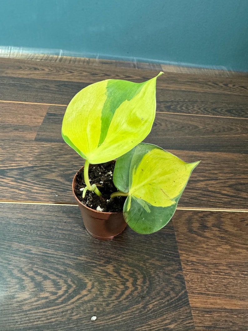 Rare Brasil philodendron Cuttings & Nursery Pots - Easy Care Houseplant Brasil Extremely Rare Low Light indoor vining plant office plant 1 Plant in 2"Nursery