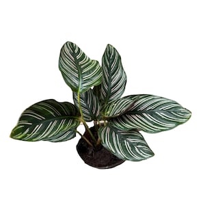 Calathea Ornata 4&quot; Nursery pot | Pinstripe Calathea | Pinstripe Prayer Plant | Calathea Ornata Sanderiana