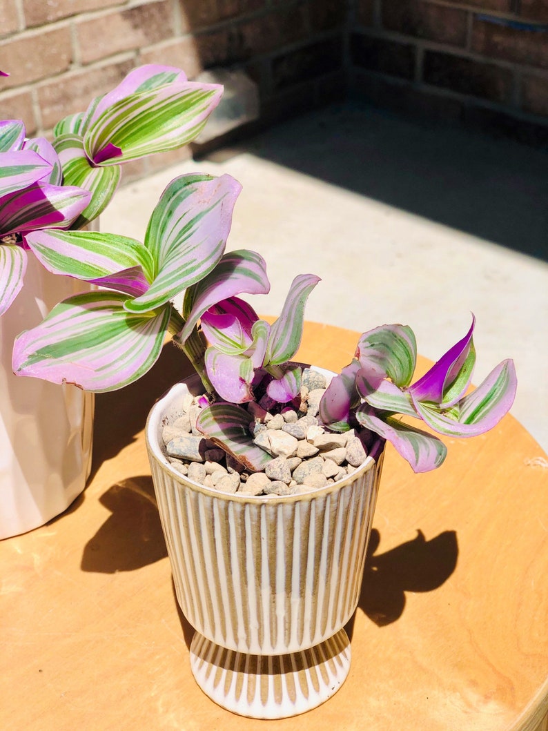 Rare Tradescantia Nanouk Fluminen Lilac in Nursery Pot | Etsy