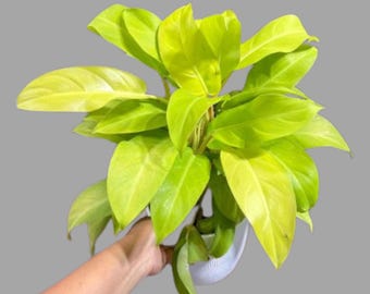 Neon Philodendron Upright in 6" Pot - Bright Lemon Lime Foliage Indoor Plant - Low Light Houseplant - Live Plant Gift - Easy Care Houseplant