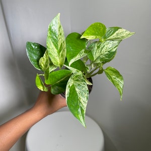 RARE Marble Pothos Cuttings Gorgeous Variegated Indoor easy care house plant, Marble Pothos, White and Green variegation propagation plant image 8