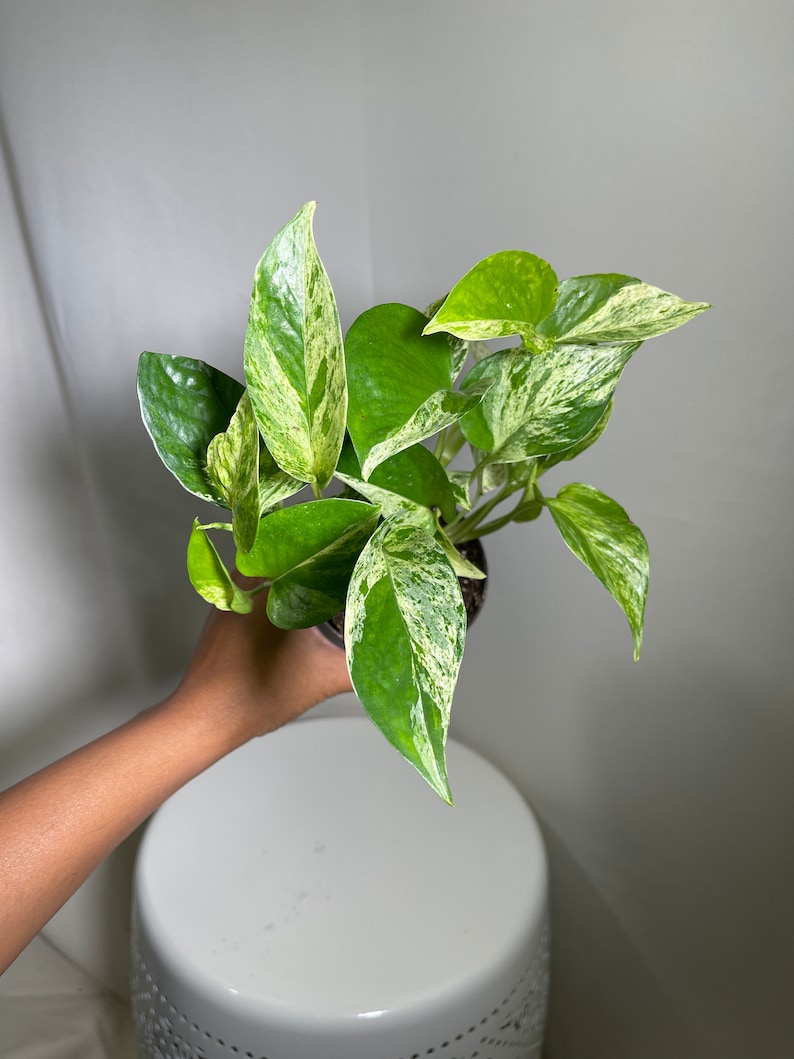 RARE Marble Pothos Cuttings Gorgeous Variegated Indoor easy care house plant, Marble Pothos, White and Green variegation propagation plant image 8