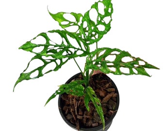 Monstera Obliqua Peru Cuttings | Live very rare houseplants | Window-Leaf Monstera | US Seller