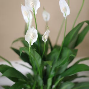 May include: A lush peace lily plant with vibrant green leaves and elegant white flowers. The flowers have a prominent central spadix, creating a striking contrast against the dark green foliage. The plant is a popular choice for indoor decor.