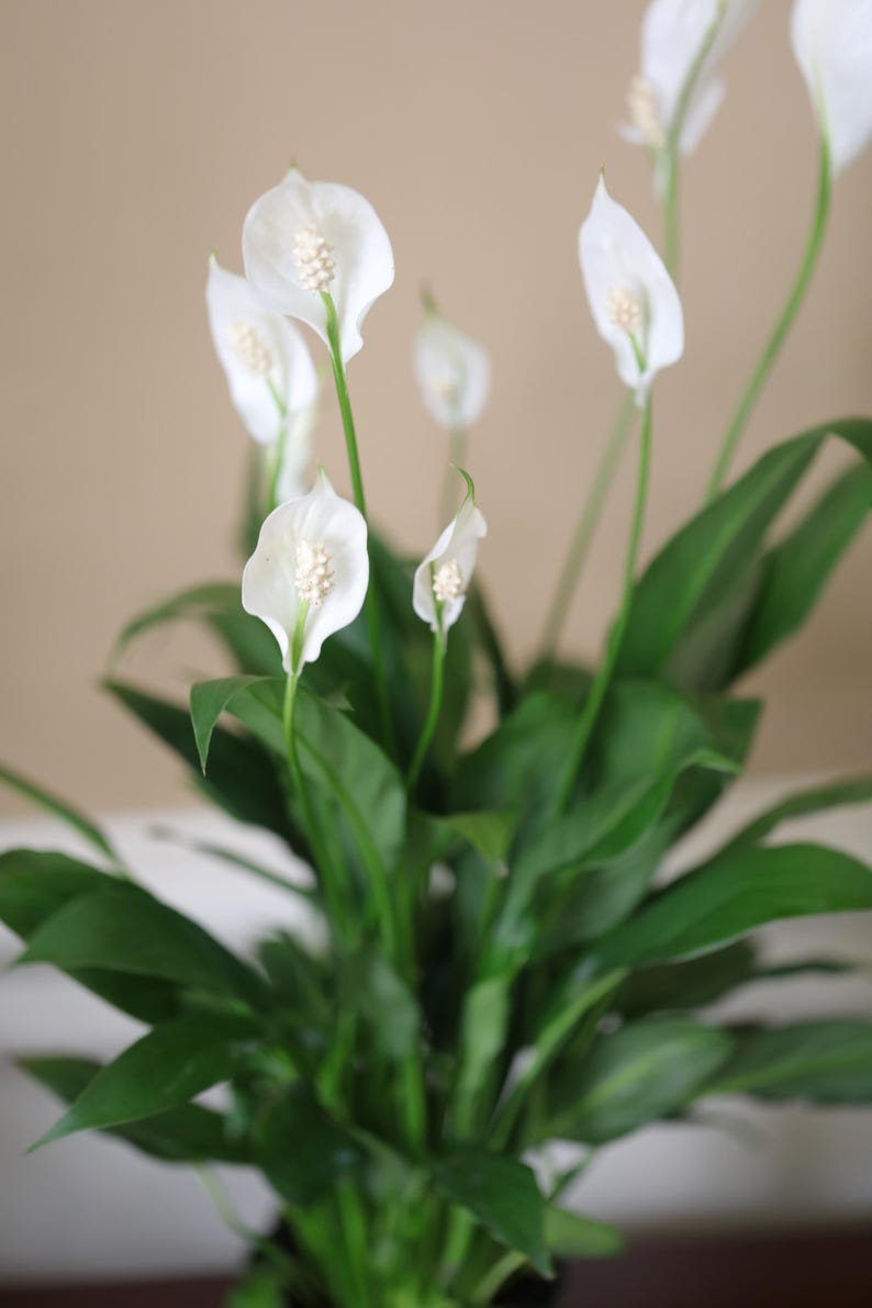 May include: A lush peace lily plant with vibrant green leaves and elegant white flowers. The flowers have a prominent central spadix, creating a striking contrast against the dark green foliage. The plant is a popular choice for indoor decor.