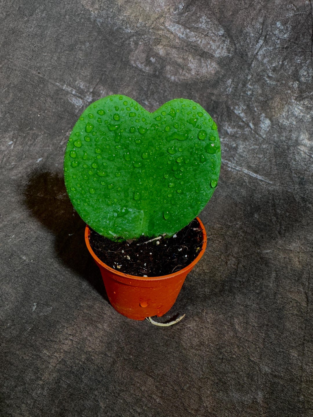 Hoya Kerrii Heart Succulent Live Plant in 2” Pot - Indoor Heart Shaped ...