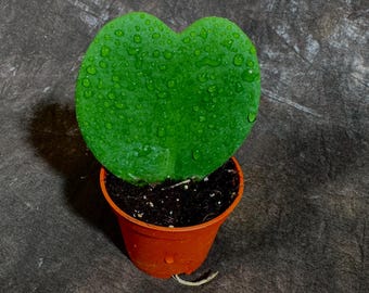 Hoya Kerrii Heart Succulent Live Plant in 2” Pot - Indoor Heart Shaped Love Hoya - Office gift - Sweetheart Hoya For Kids Terrarium Project