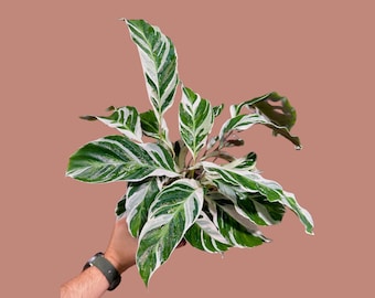 Calathea Exotica 9" Pot - Etsy