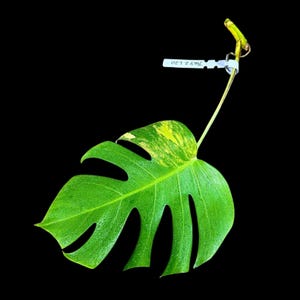 Monstera Aurea Cutting High Variegated Borsigiana - Monstera Aurea Variegata - Monstera Marmota Live Plant - Gift for Mom - US Seller