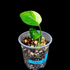 RARE Epipremnum Pinnatum Marble Variegated Plant in a Nursery Pot - Beginners Plant - Indoor Plant - SAME Plant as picture - US Seller