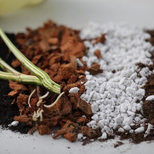 May include: Close-up of a plant with green stems and white leaves, with different types of soil and potting mix around it, including brown coconut coir, white perlite, and dark potting soil.