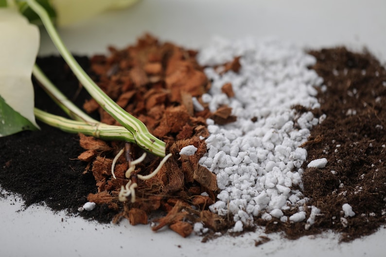 May include: Close-up of a plant with green stems and white leaves, with different types of soil and potting mix around it, including brown coconut coir, white perlite, and dark potting soil.