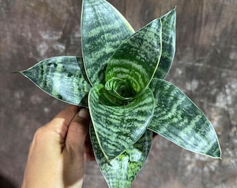 サンスベリア Sansevieria Mecufi Sansevieria Sp Mecufi Mozambique Medium Size Rare Snake Plant - Etsy