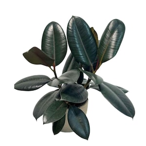 May include: A rubber plant with large, glossy, dark green leaves. The plant is in a neutral-colored pot, set against a white background. The leaves have a deep, rich color and a smooth texture, showcasing the plant's healthy appearance.