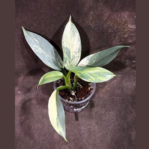 Philodendron Silver Sword Variegated Plant in a Nursery Pot | Live Indoor Plant | Super Rare Collector Plant | Exact Same Plant - Us Seller