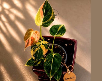 May include: A Philodendron plant with variegated green, yellow, and pink leaves in a dark square pot. A round tan tag attached with twine displays the handwritten text June-26-13. A circular logo with the text PLANTVERS is visible on a leaf.