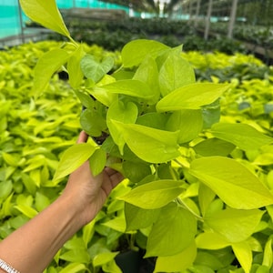 May include: A vibrant, neon green pothos plant with heart-shaped leaves. The plant is in a black pot, and the background shows a greenhouse filled with similar plants. The leaves are a bright, eye-catching color.