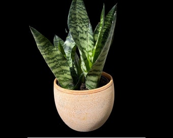 Sansevieria Jaboa, King Jaboa Snake Plant, 6" Pot - Etsy