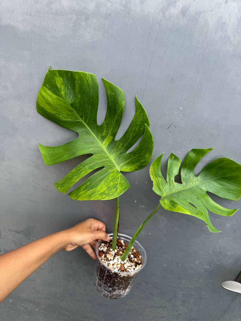 超レアMonstera Green on Green Mint Super Rare Variegated Monstera Green on Green Plant - Variegated
