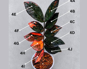 Rare Variegated Pink Raven ZZ Plant Cutting UNROOTED - Zamioculcas Zamiifolia Raven Variegata - Exotic Black & Pink Plant - US Seller