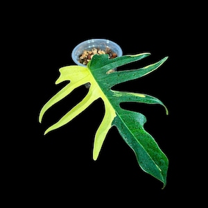 Philodendron Florida Beauty x Tortum Extremely Rare Plant-Cream, White Variegation Super Rare Collector EXACT Plant -Variegated Hybrid Aroid