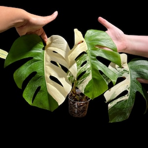 Monstera Albo Same Plant in a Nursery Pot - Highly Variegated Monstera ALBO 3 Leaf Plant - US SELLER Same Plant