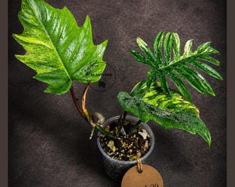 Variegated Philodendron Mayoi - Rare Variegated Fern Leaf Philodendron - Collector Aroid Plant - Exact Same Plant - US Seller